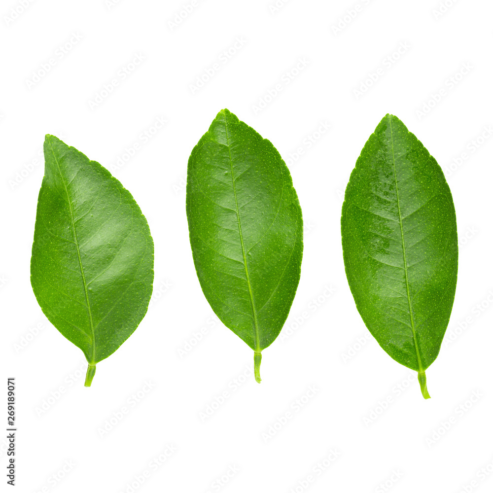 Lime leaves isolated over a white background Lime leaves isolated over a white background