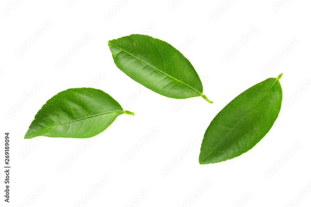 Lime leaves isolated over a white background Lime leaves isolated over a white background