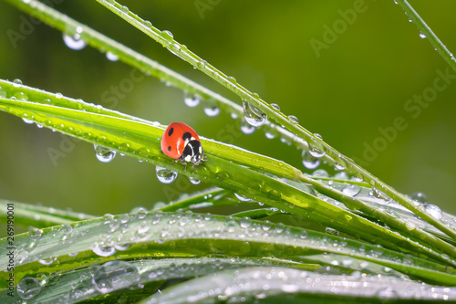Ladybug on grass in summer in the field close-up © Karnav