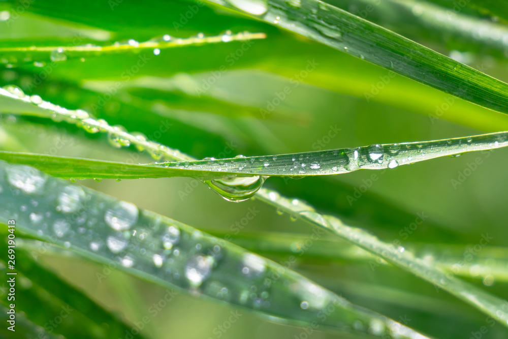 Obraz premium Green grass in nature with raindrops