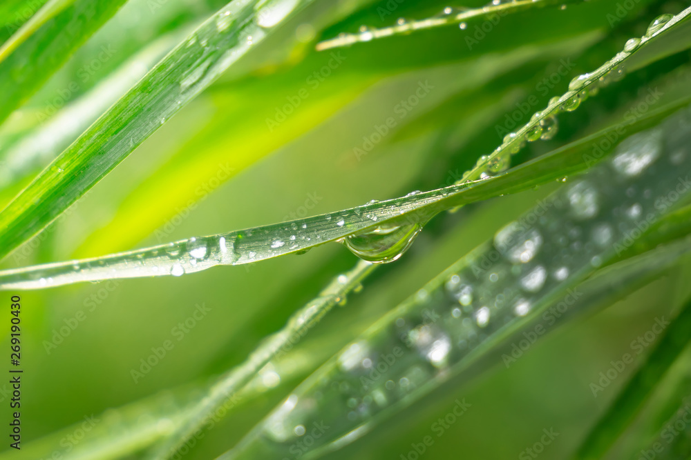 Green grass in nature with raindrops Green grass in nature with raindrops