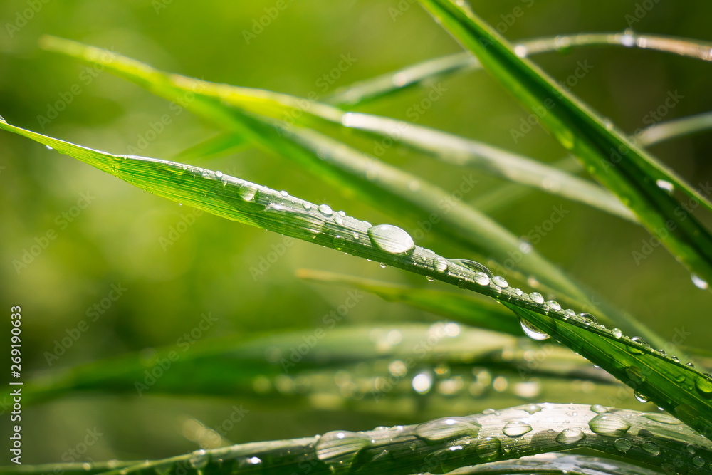 Green grass in nature with raindrops Green grass in nature with raindrops