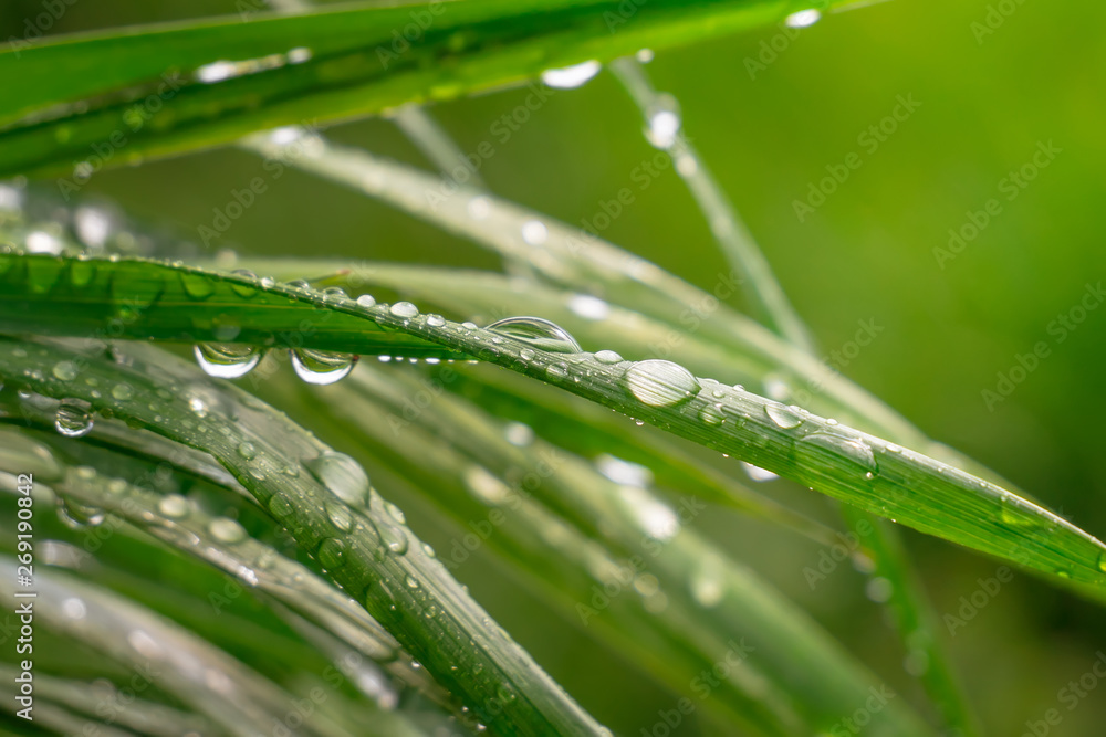 Green grass in nature with raindrops Green grass in nature with raindrops