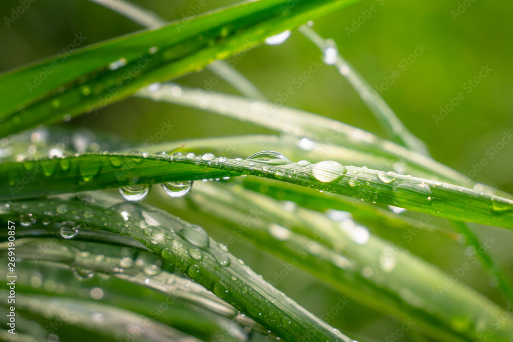 Naklejka premium Green grass in nature with raindrops