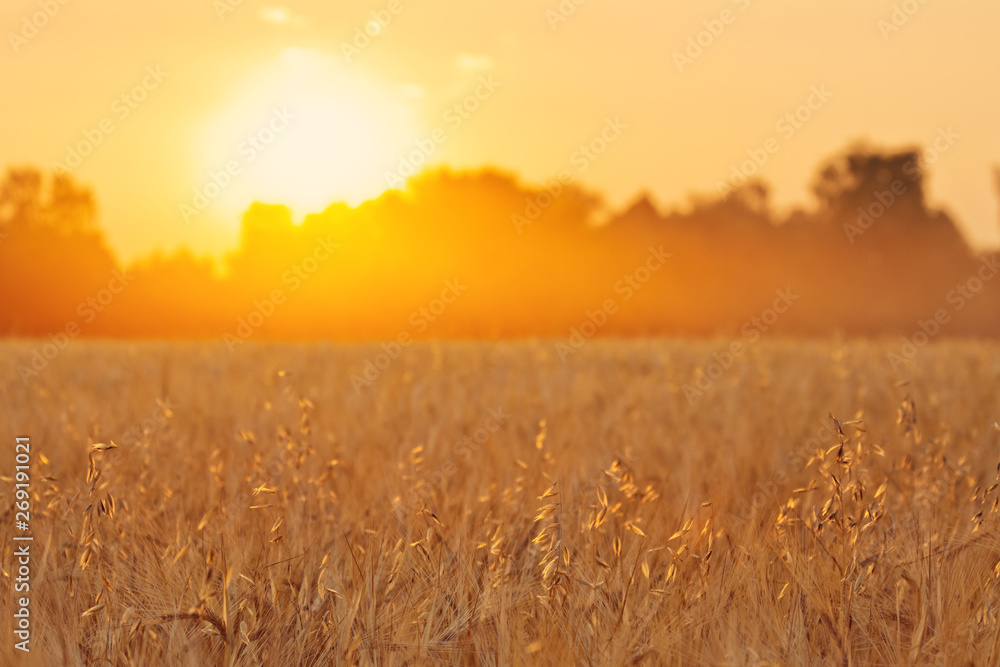 Obraz premium wheat ears in sunlight at the sunset