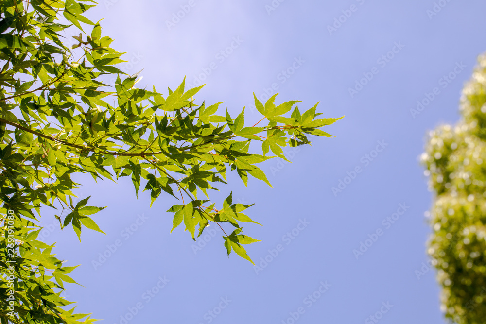 Obraz premium 新緑の葉