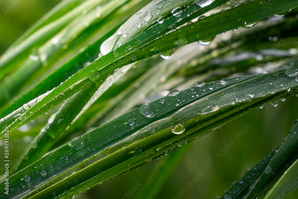 Green grass in nature with raindrops Green grass in nature with raindrops