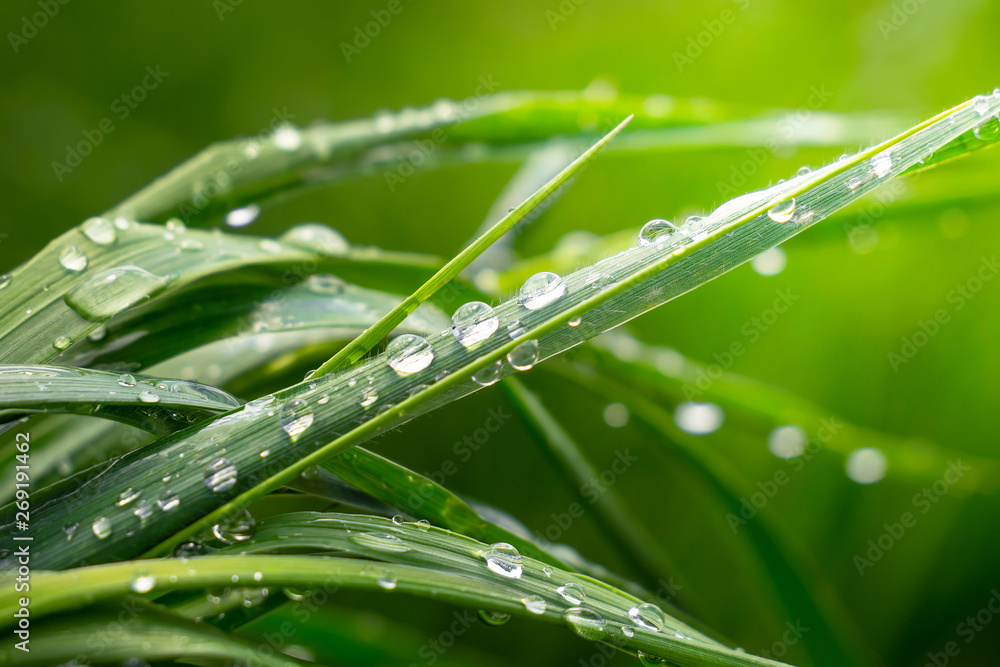 Obraz premium Green grass in nature with raindrops