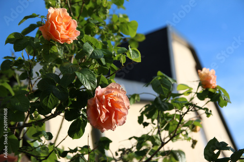 Roses in front of a house in the old town of Visby, Gotland Sweden.