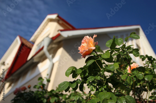 Roses in front of a house in the old town of Visby, Gotland Sweden.