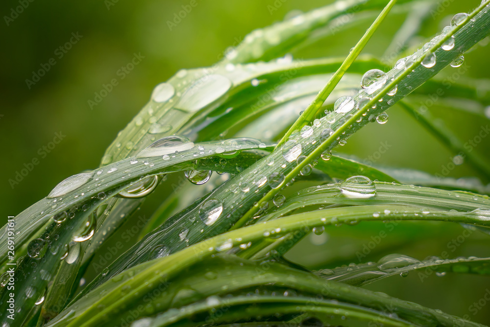 Green grass in nature with raindrops Green grass in nature with raindrops