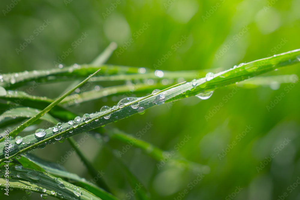 Green grass in nature with raindrops Green grass in nature with raindrops