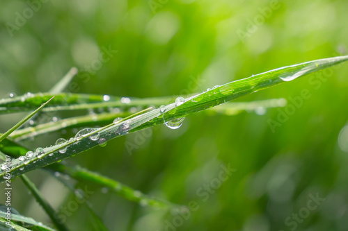 Green grass in nature with raindrops