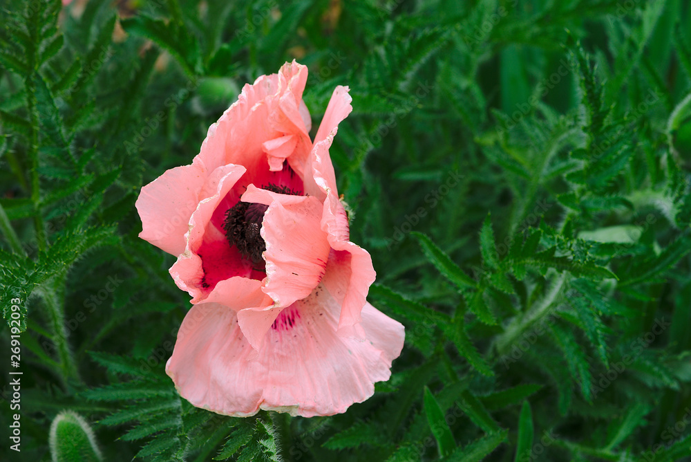 fleur rose de Pavot d'Orient - Papaver orientale Stock Photo | Adobe Stock