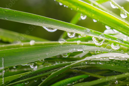 Green grass in nature with raindrops