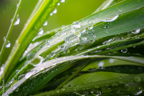 Green grass in nature with raindrops