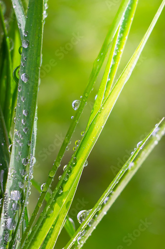 Green grass in nature with raindrops