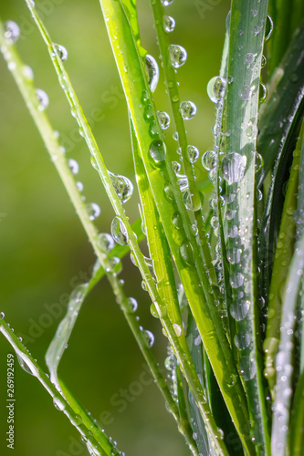 Green grass in nature with raindrops