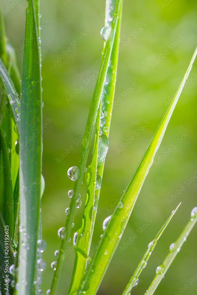 Green grass in nature with raindrops Green grass in nature with raindrops
