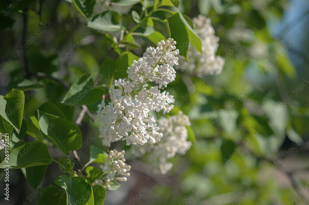 blooming white lilac blooming white lilac