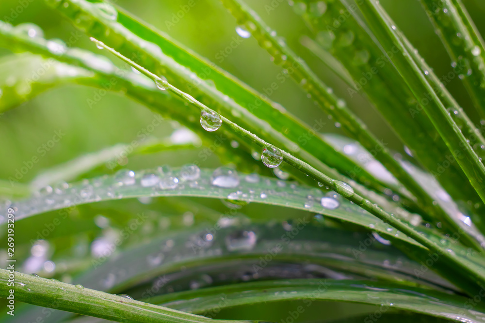 Green grass in nature with raindrops Green grass in nature with raindrops