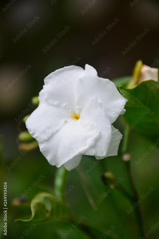 Fototapeta premium white flower in the garden
