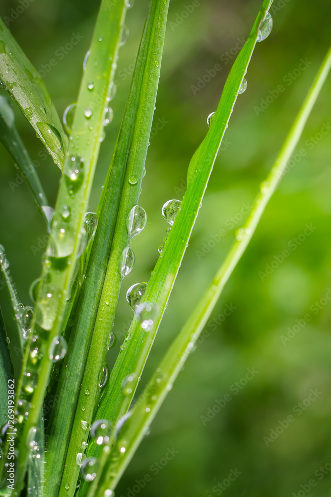 Naklejka premium Green grass in nature with raindrops