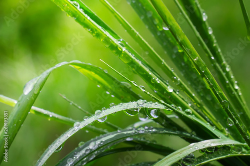 Green grass in nature with raindrops