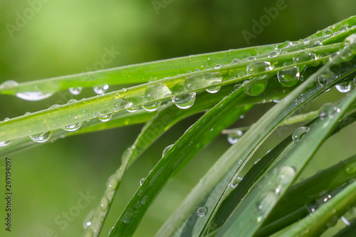 Green grass in nature with raindrops