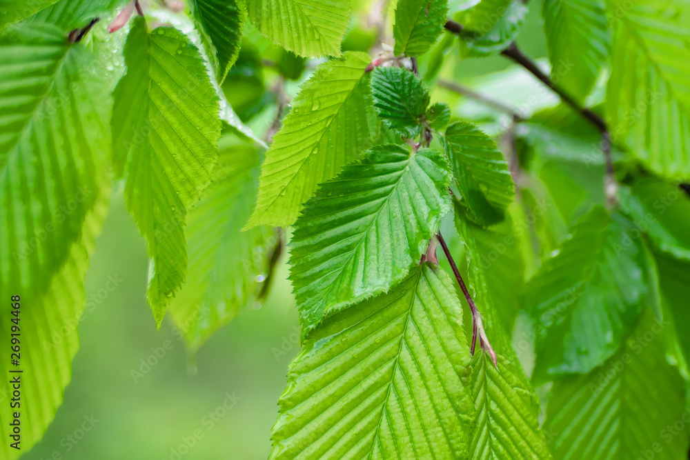 Green leaf with raindrops in the summer in nature develops in the wind Green leaf with raindrops in the summer in nature develops in the wind