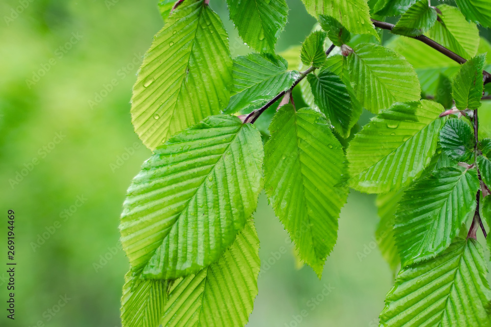 Green leaf with raindrops in the summer in nature develops in the wind Green leaf with raindrops in the summer in nature develops in the wind