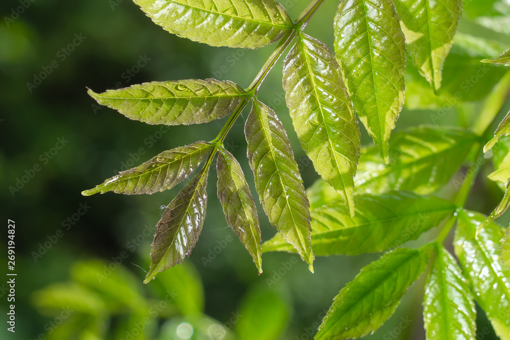 Green leaf with raindrops in the summer in nature develops in the wind Green leaf with raindrops in the summer in nature develops in the wind