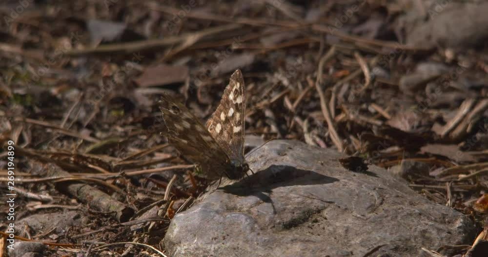 Speckled Wood butterfly resting on stone in bright summer forest Speckled Wood butterfly resting on stone in bright summer forest