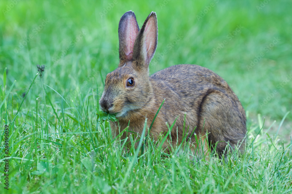 Side portrait of a wild rabbit chewing on some clover in the middle of a grassy field on a sunny morning. Side portrait of a wild rabbit chewing on some clover in the middle of a grassy field on a sunny morning.