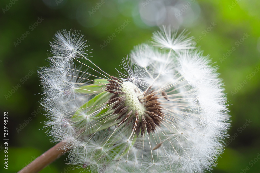 Fototapeta premium Dandelion on the background of green nature in summer in the field