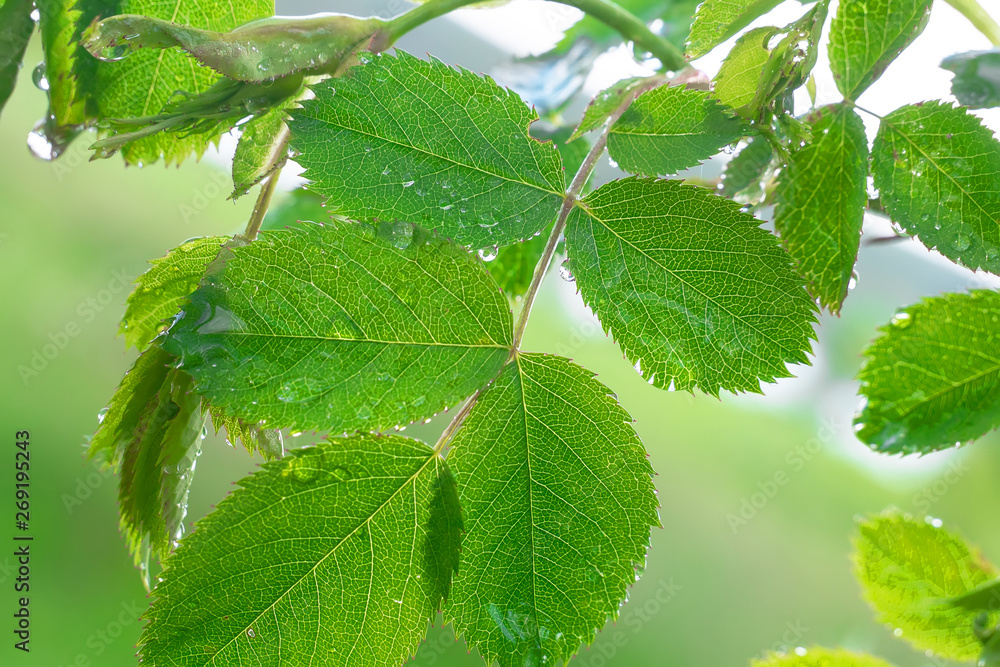 Green leaf with raindrops in the summer in nature develops in the wind Green leaf with raindrops in the summer in nature develops in the wind