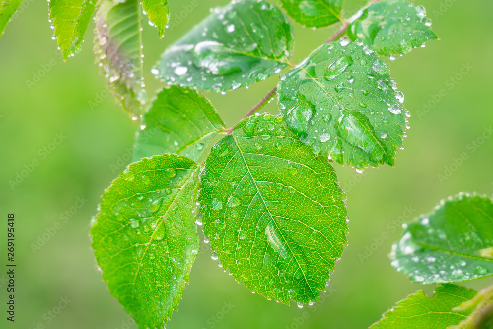 Green leaf with raindrops in the summer in nature develops in the wind Green leaf with raindrops in the summer in nature develops in the wind