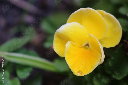 Pansy flowers in garden with dewdrops after spring rain