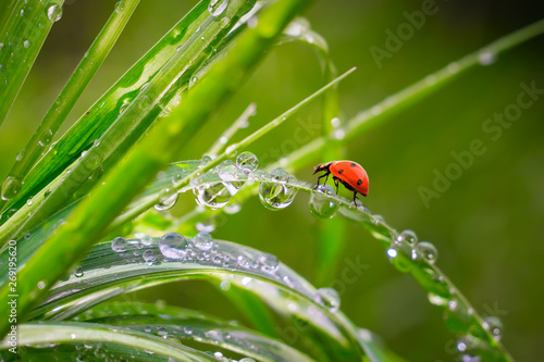Ladybug on grass in summer in the field close-up