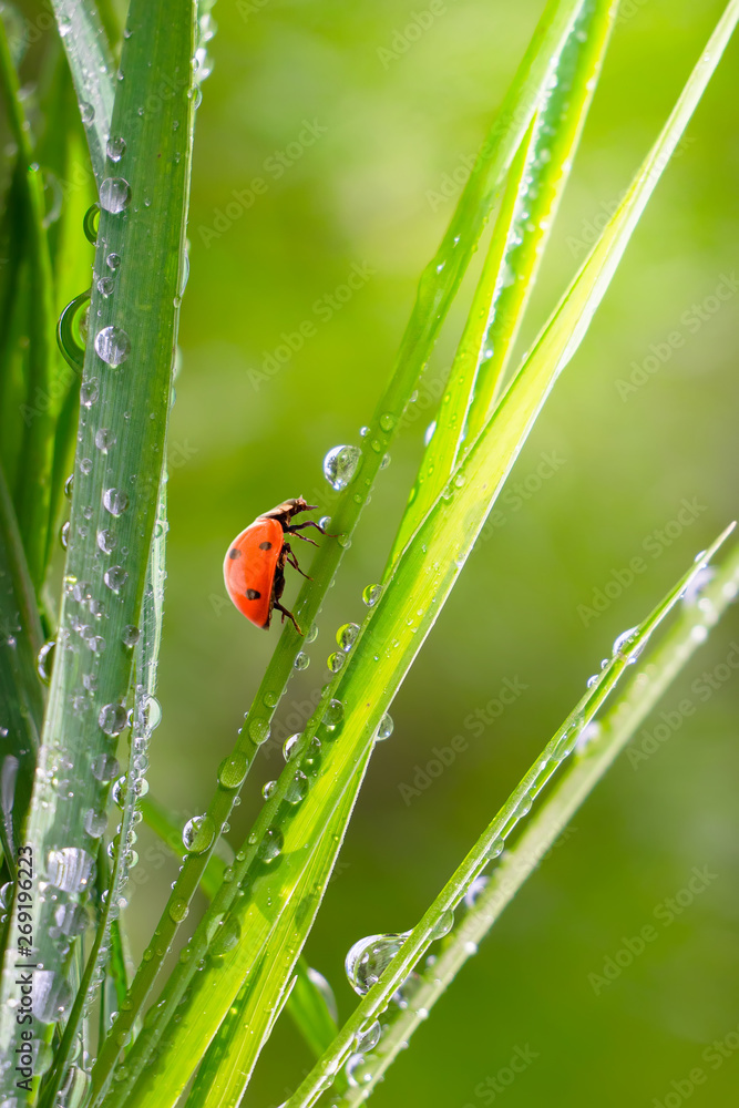 Obraz premium Ladybug on grass in summer in the field close-up