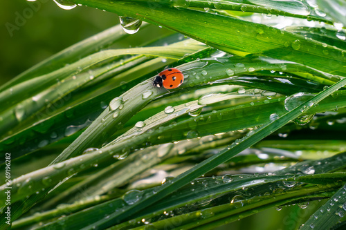 Ladybug on grass in summer in the field close-up