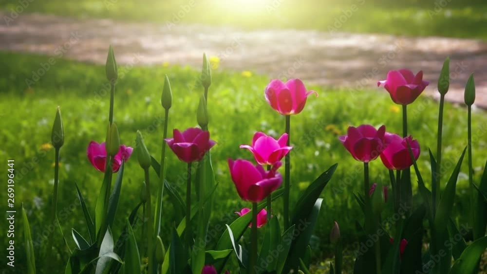Tulips Flowers in Sunlight Summer Garden Tulips Flowers in Sunlight Summer Garden