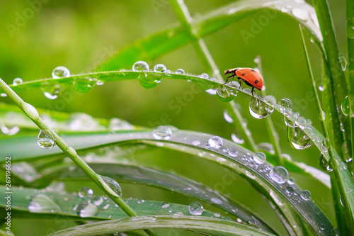 Ladybug on grass in summer in the field close-up