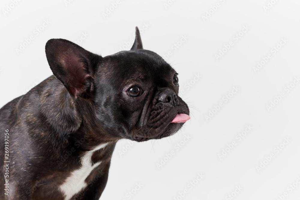 Puppy Black French bulldog sitting and looking on camera , isolated on white