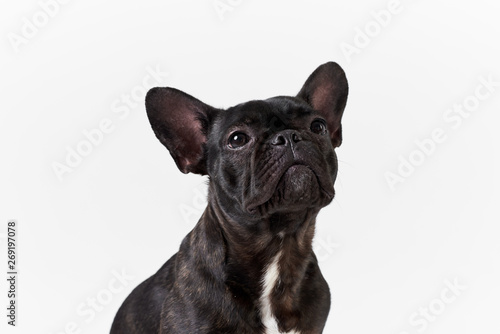 Puppy Black French bulldog sitting and looking on camera   isolated on white