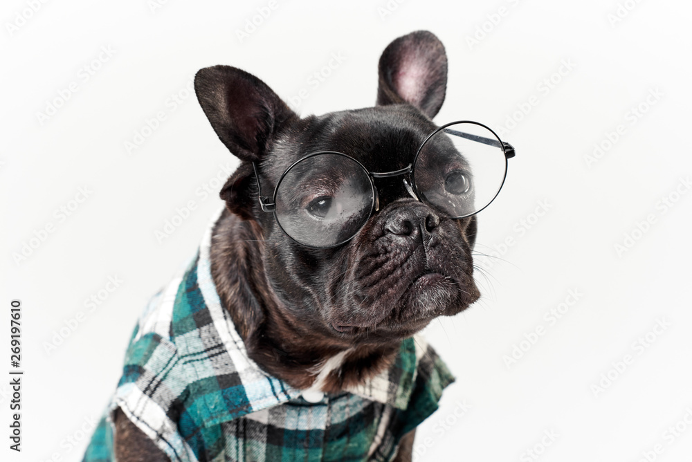 Smart dog. French bulldog in glasses and shirt, very smart and clever. Isolated on white background. Education concept