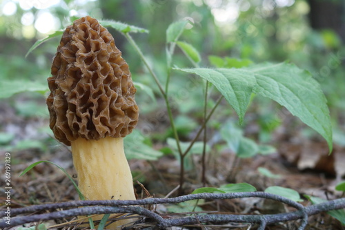 Wild mushroom fungi on forest floor 