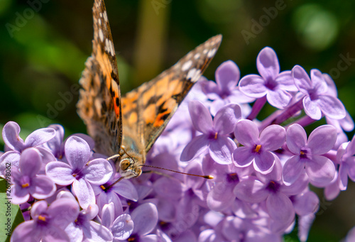 Painted Lady butterfly (vanessa Cardui) on a summer lilac bush (Buddleja davidii) photo