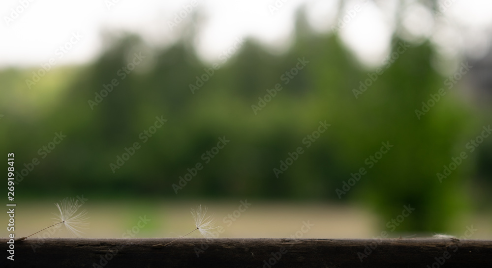 wooden table on blurred background of nature of forest and park wooden table on blurred background of nature of forest and park