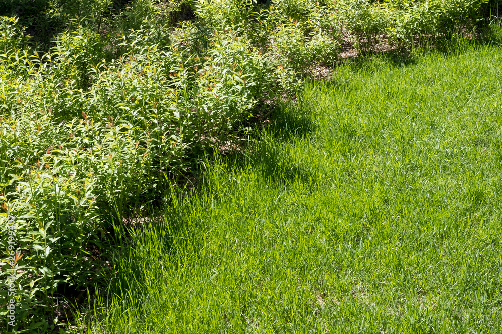 Obraz premium Green lawn and bushes as a background